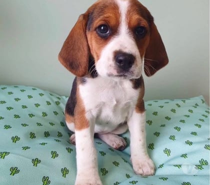 Gatos en Venta Santiago Santiago - Fotos de Hermosos beagles santiago