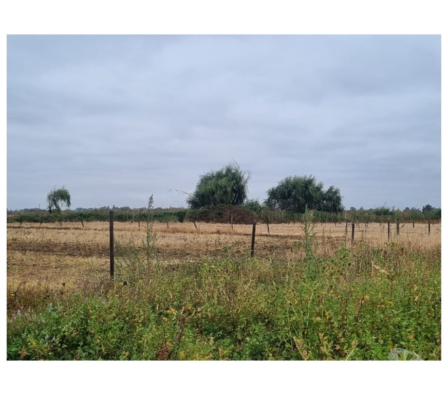 Parcelas en Venta Ñuble Chillán Viejo - Fotos de Terreno 5.7 Ha Orilla Ruta 5 Sur. Chillán. Excelente Precio