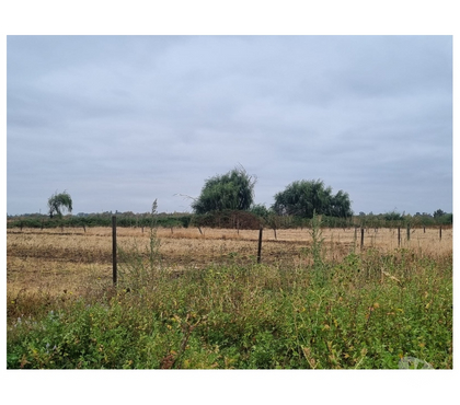 Terrenos en Venta Chillán Viejo Ñuble - Fotos de Terreno 5.7 Ha Orilla Ruta 5 Sur. Chillán. Excelente Precio