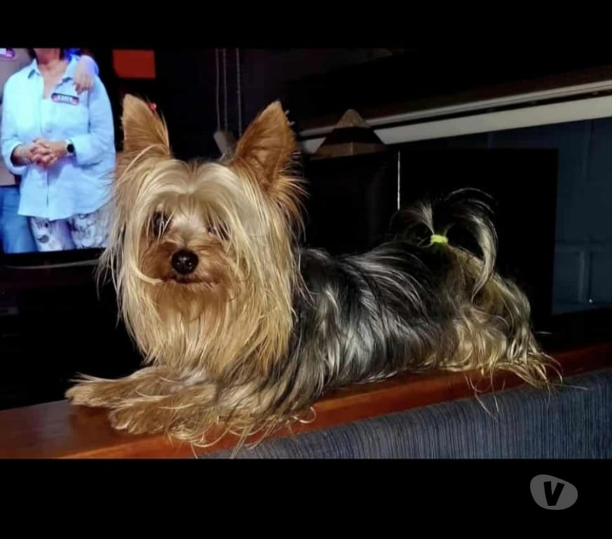 Gatos en Venta Llanquihue Puerto Montt - Fotos de Yorkshire terrier
