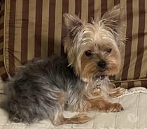 Yorkshire terrier