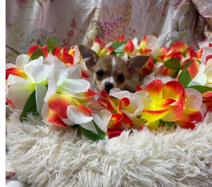 Venta de Mascotas La Cisterna Santiago - Fotos de Hermosa chihuahua