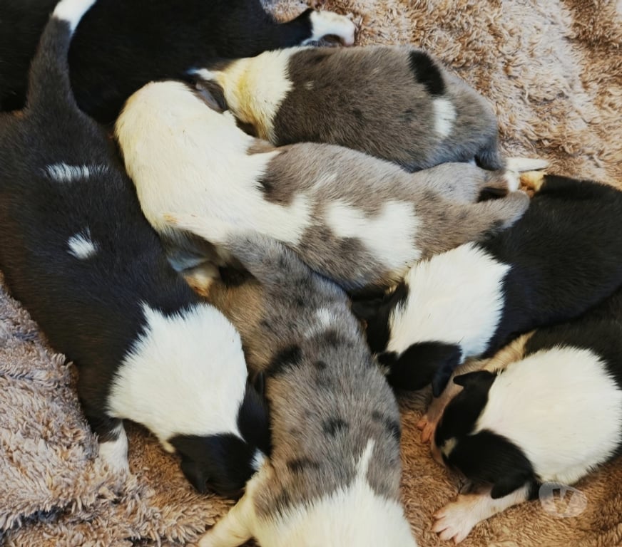 Gatos en Venta Llanquihue Puerto Montt - Fotos de Hermosos cachorros Rough Collie