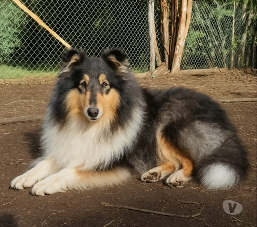Gatos en Venta Llanquihue Puerto Montt - Fotos de Hermosos cachorros Rough Collie