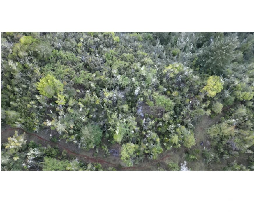 Parcelas en Venta Valdivia Corral - Fotos de Vive naturaleza parcela tres chiflones desde 520UF