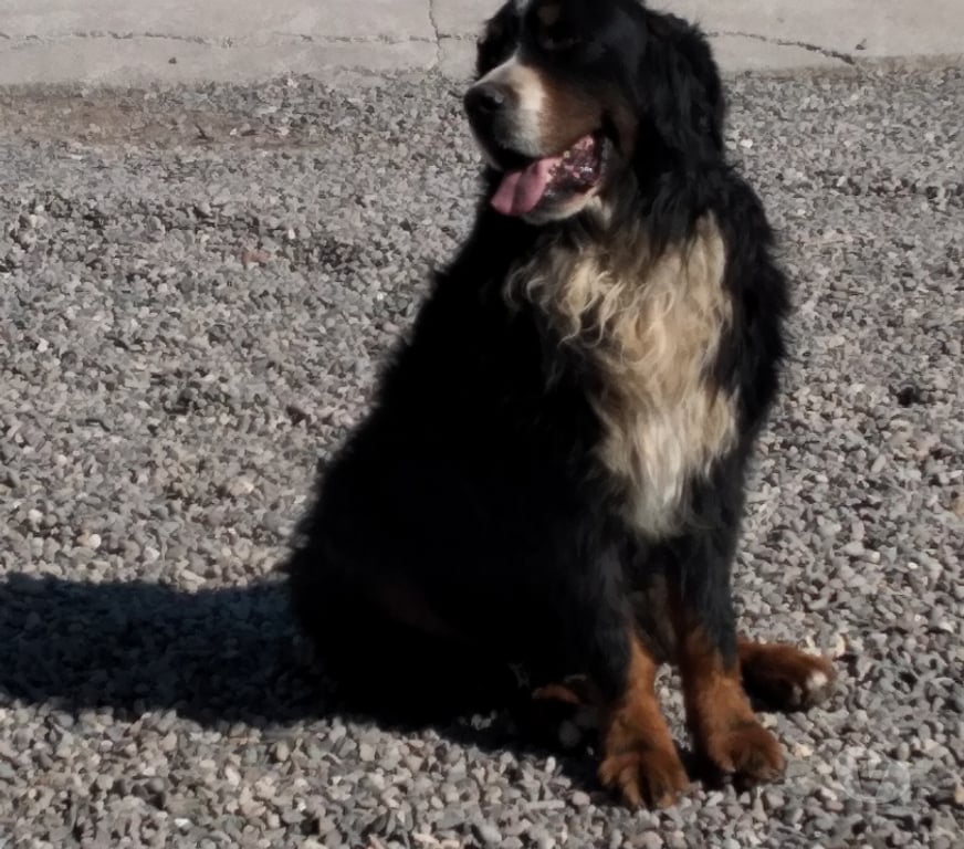 Gatos en Venta Chacabuco Colina - Fotos de Cachorritas Boyero de Berna