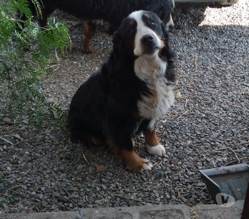 Gatos en Venta Chacabuco Colina - Fotos de Cachorritas Boyero de Berna