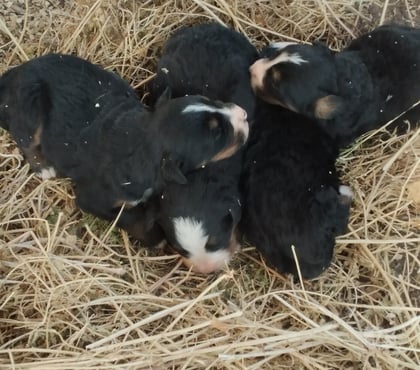 Perros en Venta Colina Chacabuco - Fotos de Cachorritas Boyero de Berna