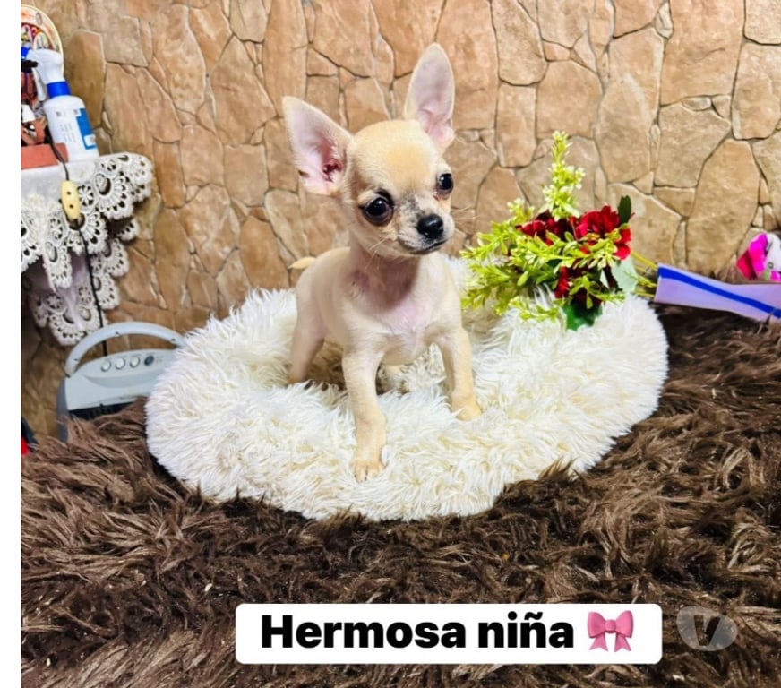 Gatos en Venta Santiago La Cisterna - Fotos de Chihuahua hembra