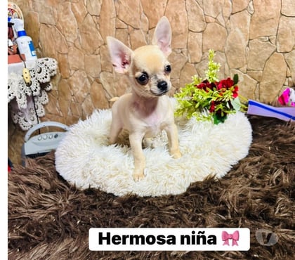 Mascotas en Chile La Cisterna Santiago - Fotos de Chihuahua hembra
