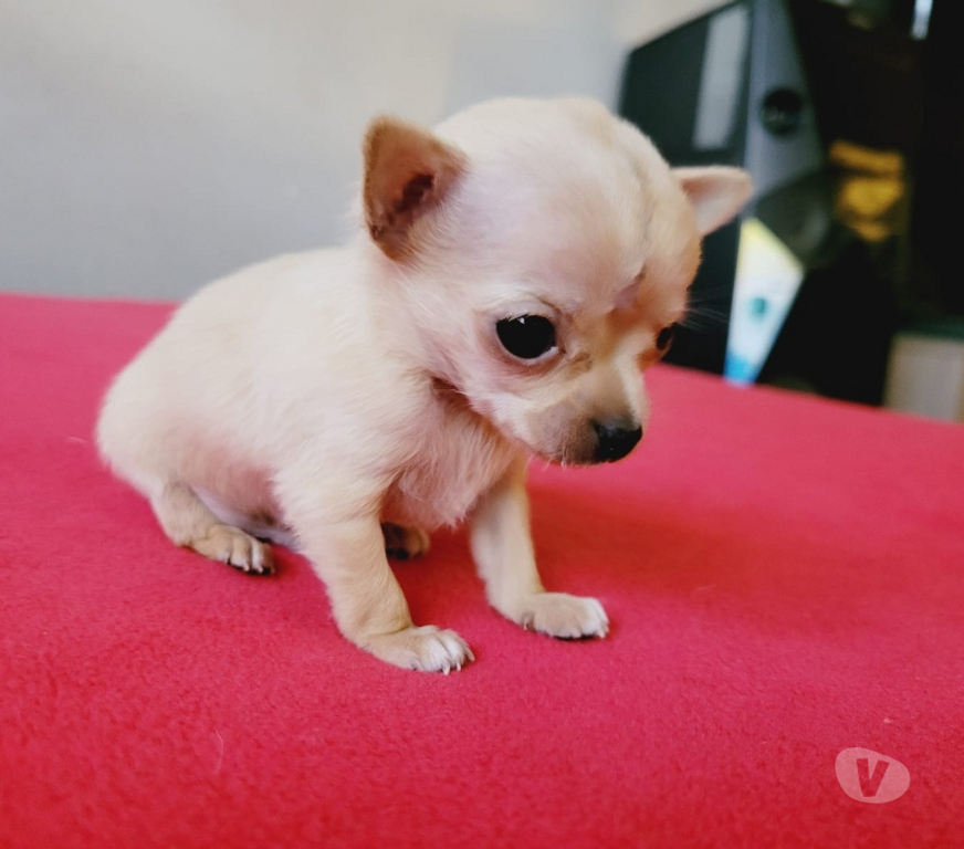 Gatos en Venta Cordillera Puente Alto - Fotos de Cachorros chihuahua