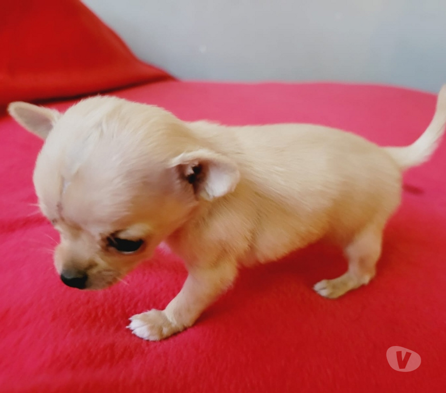 Gatos en Venta Cordillera Puente Alto - Fotos de Cachorros chihuahua