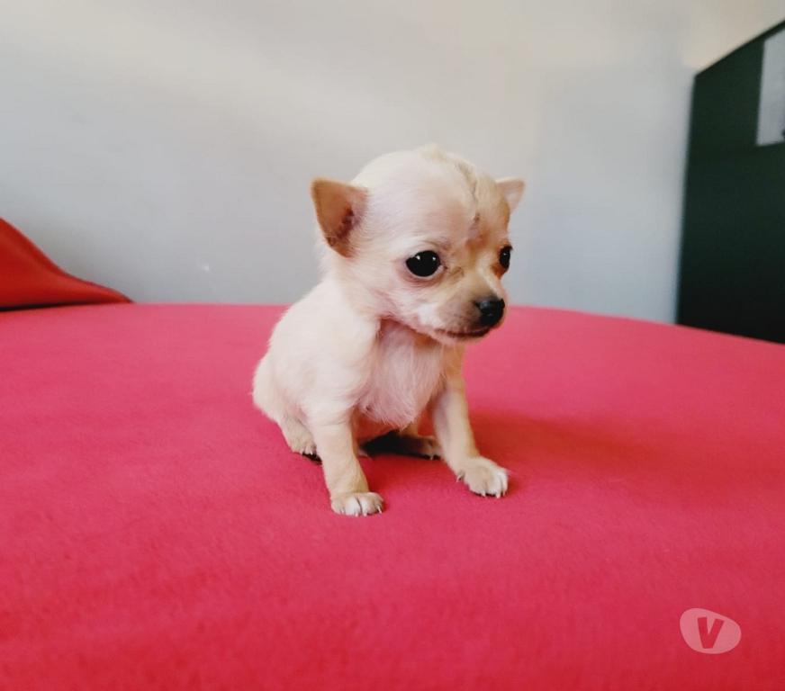 Gatos en Venta Cordillera Puente Alto - Fotos de Cachorros chihuahua