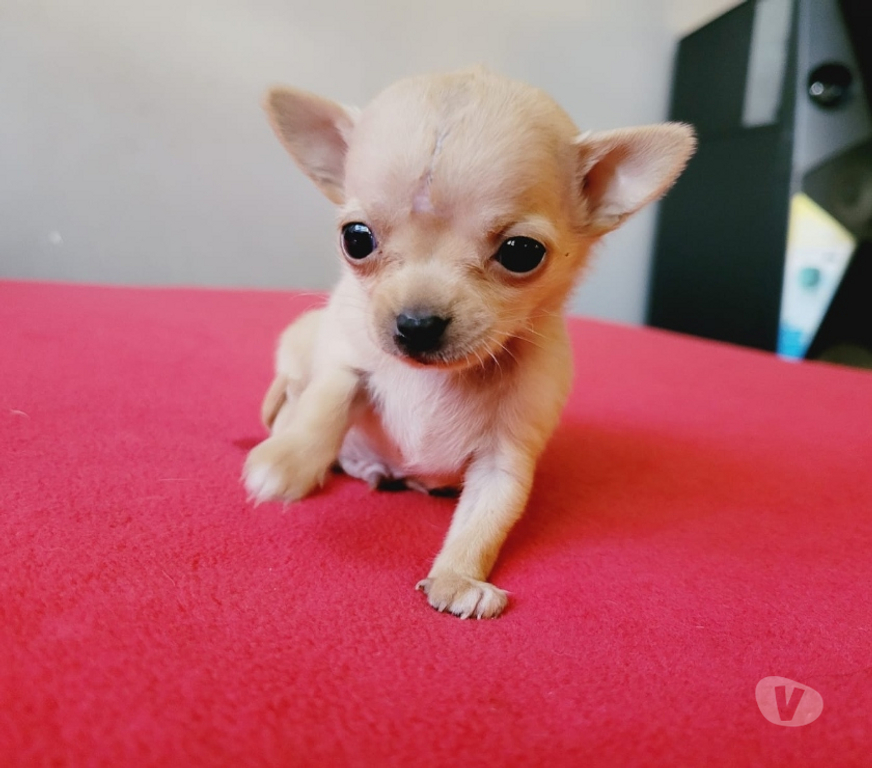 Gatos en Venta Cordillera Puente Alto - Fotos de Cachorros chihuahua