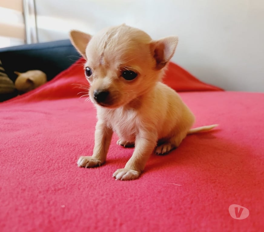 Gatos en Venta Cordillera Puente Alto - Fotos de Cachorros chihuahua