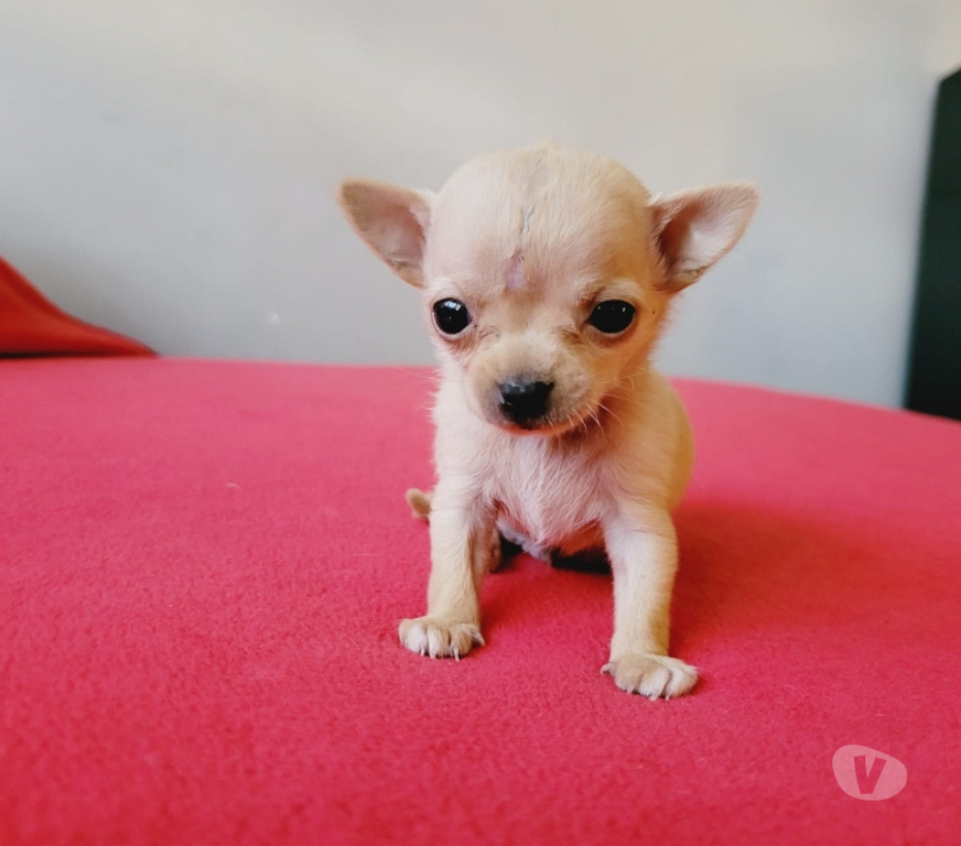 Gatos en Venta Cordillera Puente Alto - Fotos de Cachorros chihuahua