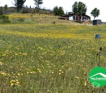 Parcela con Casa en Quillón con Quincho, Piscina y Vista