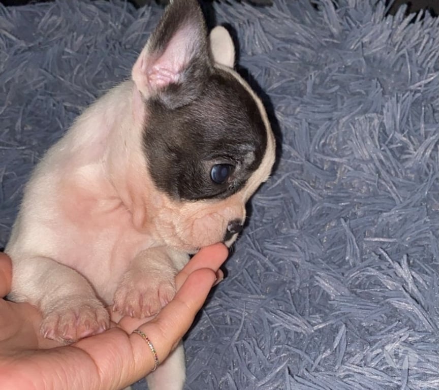 Gatos en Venta Santiago Lo Prado - Fotos de BULLDOG FRANCES HEMBRA