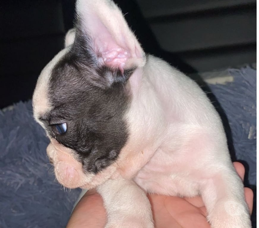 Gatos en Venta Santiago Lo Prado - Fotos de BULDOG FRANCES MACHO