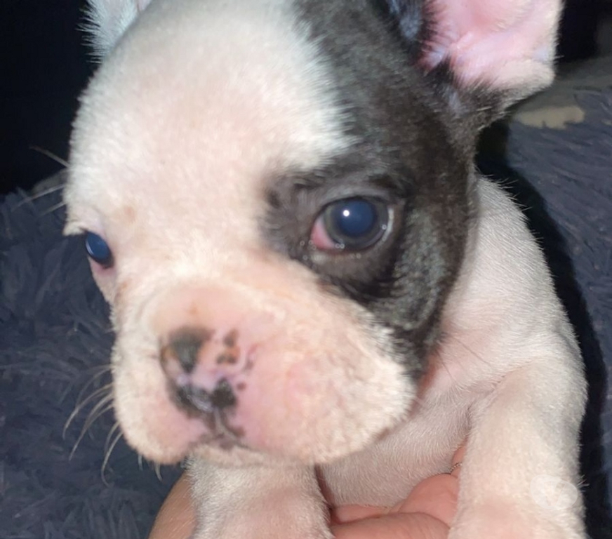 Gatos en Venta Santiago Lo Prado - Fotos de BULDOG FRANCES MACHO