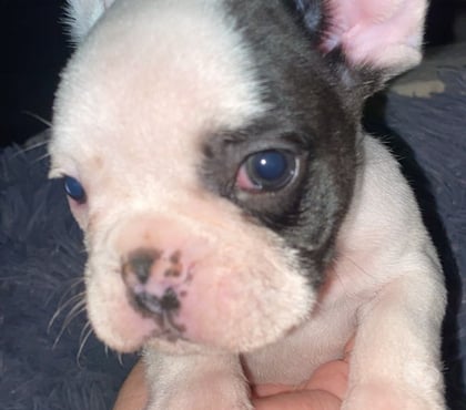 Mascotas en Venta Lo Prado Santiago - Fotos de BULDOG FRANCES MACHO