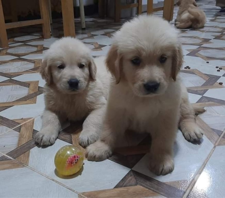 Gatos en Venta Santiago La Florida - Fotos de Golden retriever rebajados $180.000