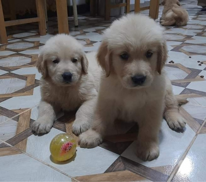 Mascotas en Chile La Florida Santiago - Fotos de Golden retriever rebajados $180.000