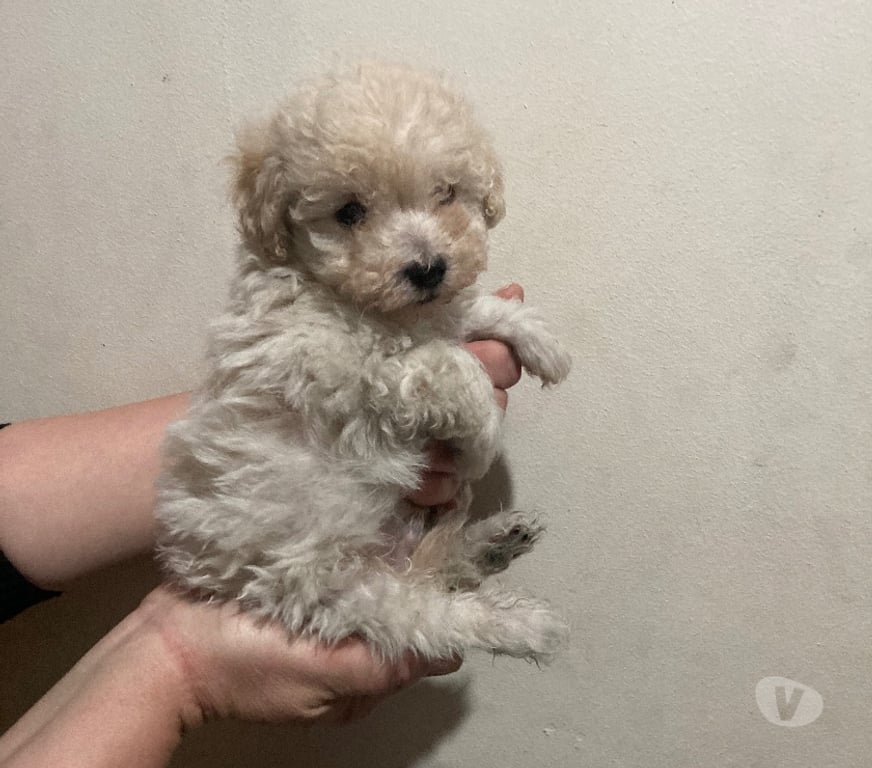 Gatos en Venta Santiago Las Condes - Fotos de Poodle Micro Toy 290.000