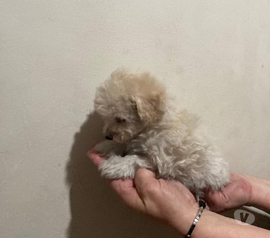 Gatos en Venta Santiago Las Condes - Fotos de Poodle Micro Toy 290.000