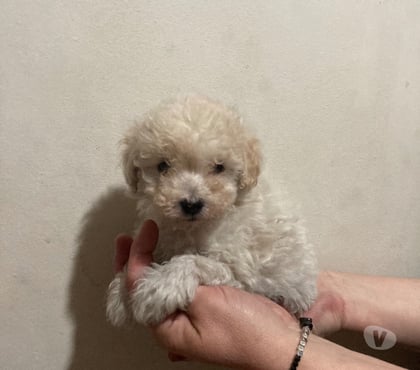Mascotas en Chile Las Condes Santiago - Fotos de Poodle Micro Toy 290.000