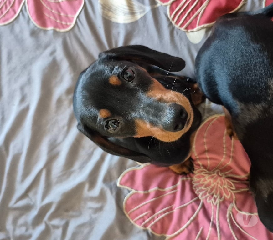 Gatos en Venta Valparaíso Viña del Mar - Fotos de Cachorrito Salchicha Negro fuego