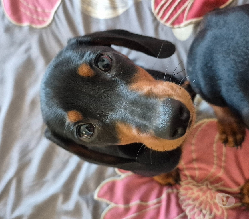 Gatos en Venta Valparaíso Viña del Mar - Fotos de Cachorrito Salchicha Negro fuego