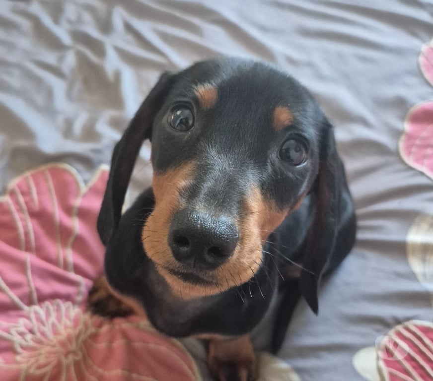 Gatos en Venta Valparaíso Viña del Mar - Fotos de Cachorrito Salchicha Negro fuego