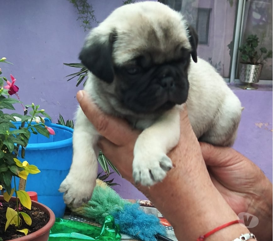 Gatos en Venta Santiago Macul - Fotos de Cachorros pug carlino entrega 15 de diciembre