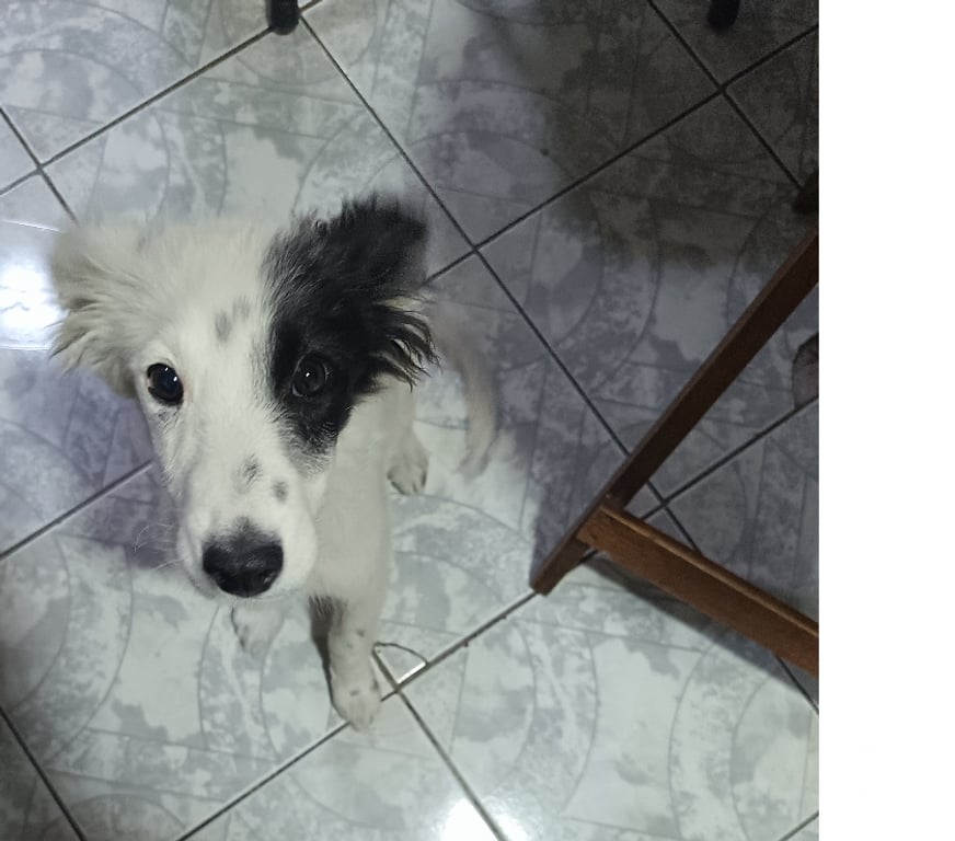 Adopción ed Animales Santiago Quinta Normal - Fotos de Hija de Border Collie busca familia