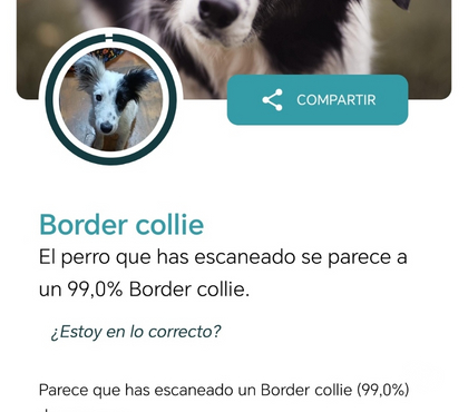 Adopción ed Animales Quinta Normal Santiago - Fotos de Hija de Border Collie busca familia
