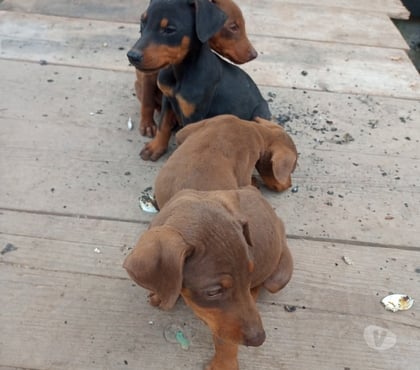 Venta de Mascotas San Joaquín Santiago - Fotos de Cachorros doberman bellos