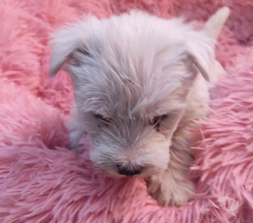 Gatos en Venta Santiago Santiago - Fotos de Cachorros West o westy no inscritos