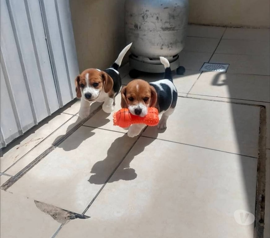 Gatos en Venta Santiago Santiago - Fotos de Beagles hermosos