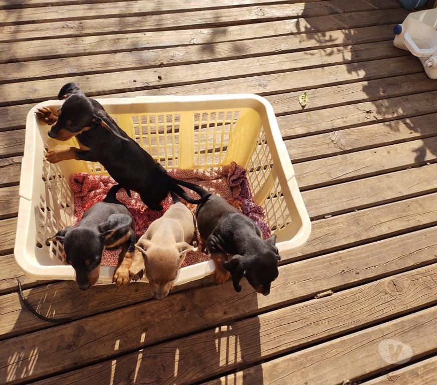 Gatos en Venta Santiago Santiago - Fotos de Cachorros salchichas