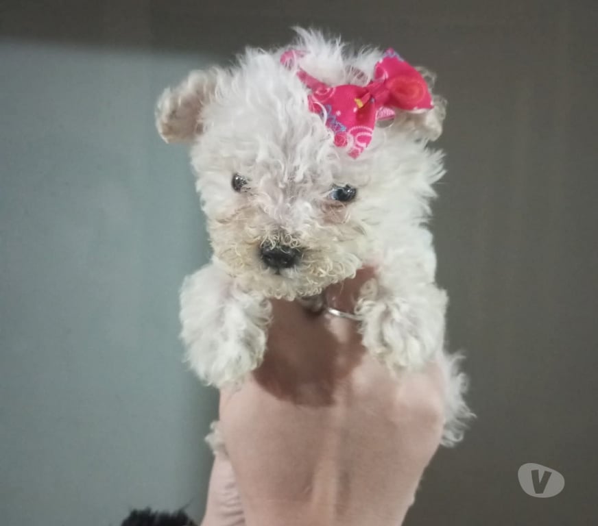 Gatos en Venta Concepción Concepción - Fotos de Cachorros poodle micro toy