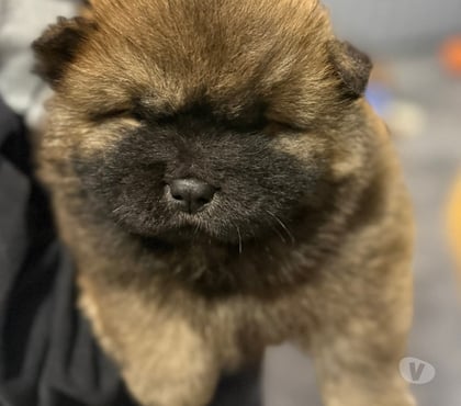 Venta de Mascotas Concepción Concepción - Fotos de Cachorros Chow Chow