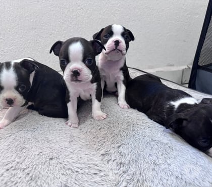 Venta de Mascotas Concepción Concepción - Fotos de Boston terrier bellos