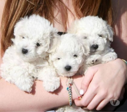 Venta de Mascotas Santiago Santiago - Fotos de Poodle toy padres ala vista