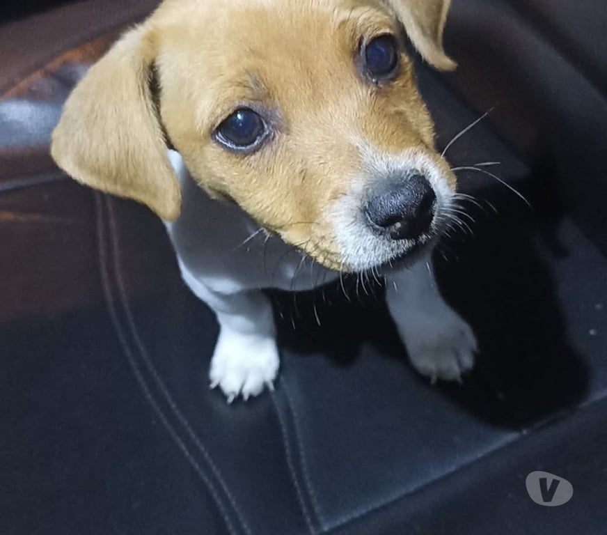 Gatos en Venta Concepción Concepción - Fotos de Jack Russell cachorros