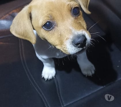 Gatos en Venta Concepción Concepción - Fotos de Jack Russell cachorros