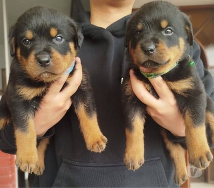 Venta de Mascotas Concepción Concepción - Fotos de Cachorros rottweiler