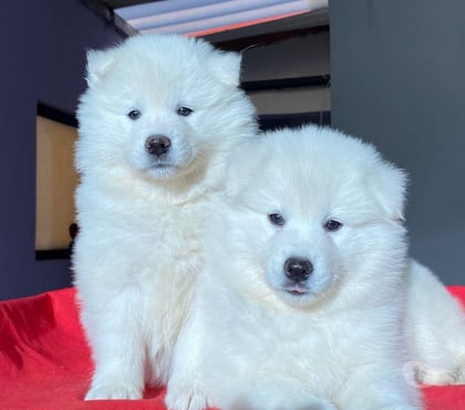Mascotas en Venta Concepción Concepción - Fotos de Raza samoyedo vacunados