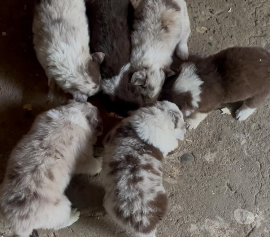 Gatos en Venta Concepción Concepción - Fotos de Border collie vacunados