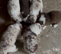 Border collie vacunados